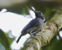 Thamnomanes ardesiacus