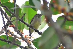 Tyranneutes stolzmanni