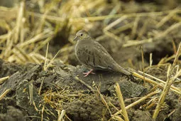 Columbina buckleyi