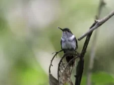 Phlogophilus hemileucurus