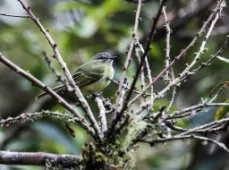 Phylloscartes gualaquizae