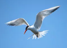 Thalasseus elegans