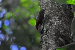 Xiphorhynchus elegans