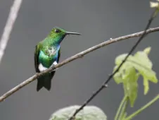 Eriocnemis aline