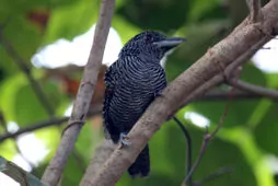 Cymbilaimus lineatus