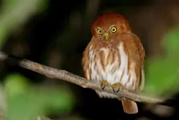 Glaucidium brasilianum