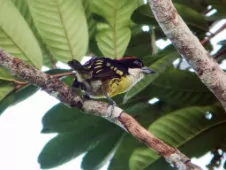 Capito quinticolor