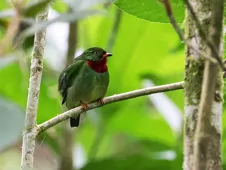 Pipreola chlorolepidota