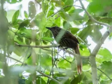 Thripadectes flammulatus