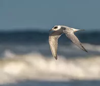 Sterna forsteri