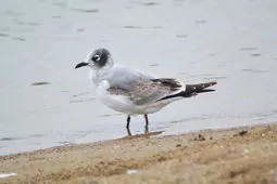 Leucophaeus pipixcan