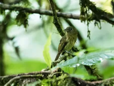 Rhynchocyclus fulvipectus
