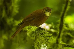Margarornis stellatus