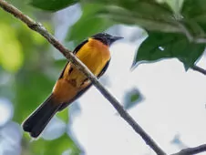 Lanio fulvus