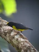 Euphonia fulvicrissa