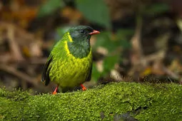 Pipreola riefferii