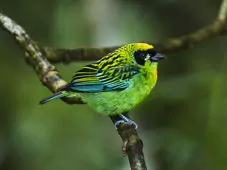 Tangara schrankii
