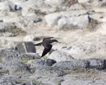 Pterodroma phaeopygia
