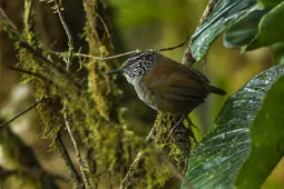 Henicorhina leucophrys