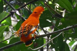 Rupicola rupicola