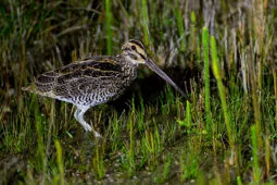 Gallinago undulata