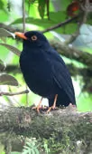 Turdus serranus