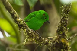 Chlorochrysa phoenicotis