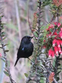 Diglossa lafresnayii