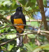 Trogon viridis