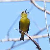 Euphonia chrysopasta