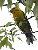 Pheucticus chrysogaster