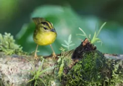 Myiothlypis chrysogaster