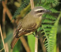 Myiodynastes chrysocephalus