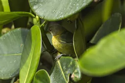 Iridophanes pulcherrimus