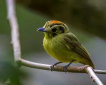 Platyrinchus coronatus