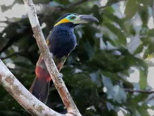 Selenidera reinwardtii