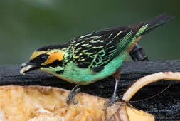 Tangara chrysotis