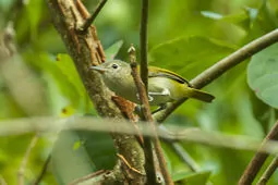 Pachysylvia aurantiifrons