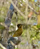 Piculus chrysochloros