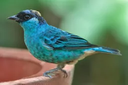 Chalcothraupis ruficervix