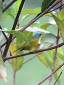 Chlorophonia cyanocephala