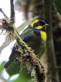 Bangsia aureocincta