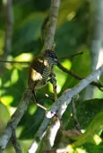 Picumnus exilis