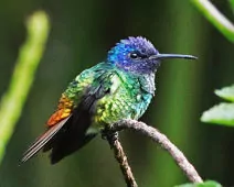 Chrysuronia oenone