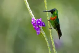 Heliodoxa aurescens