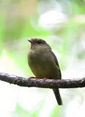 Masius chrysopterus