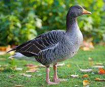 Anser anser (Domestic type)
