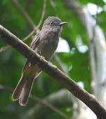 Rhytipterna simplex