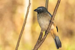 Saltator olivascens/coerulescens