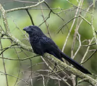 Crotophaga sulcirostris